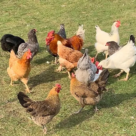 Appartamento Marmeláda Ctyrkoly