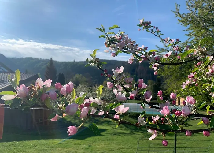 Marmelada Daire Ctyrkoly