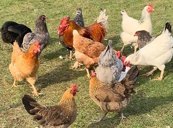 Daire Marmelada Ctyrkoly